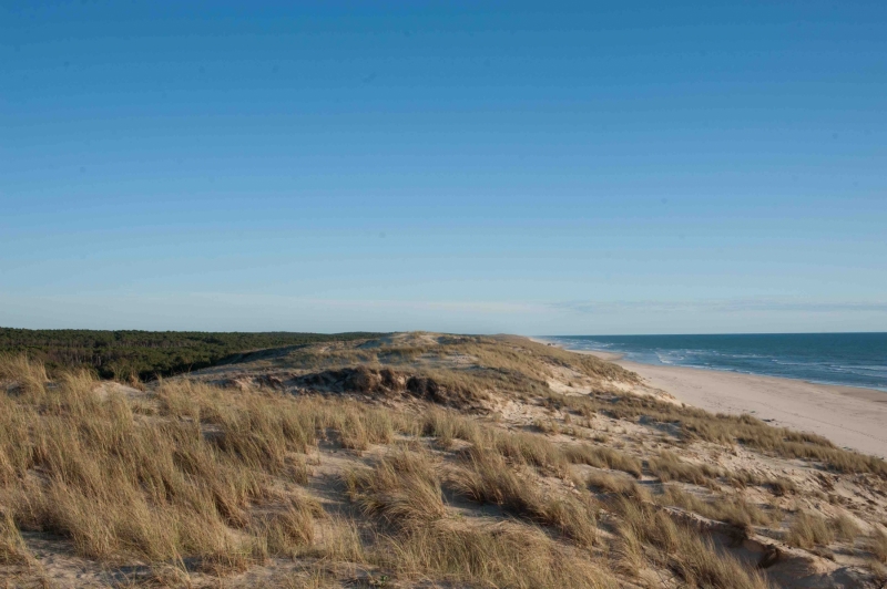Le tryptique plage, dune et forêt permet de lutter contre l'érosion
