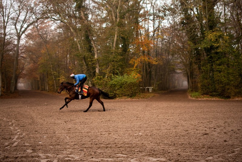 CHANTILLY - FOREST 3
