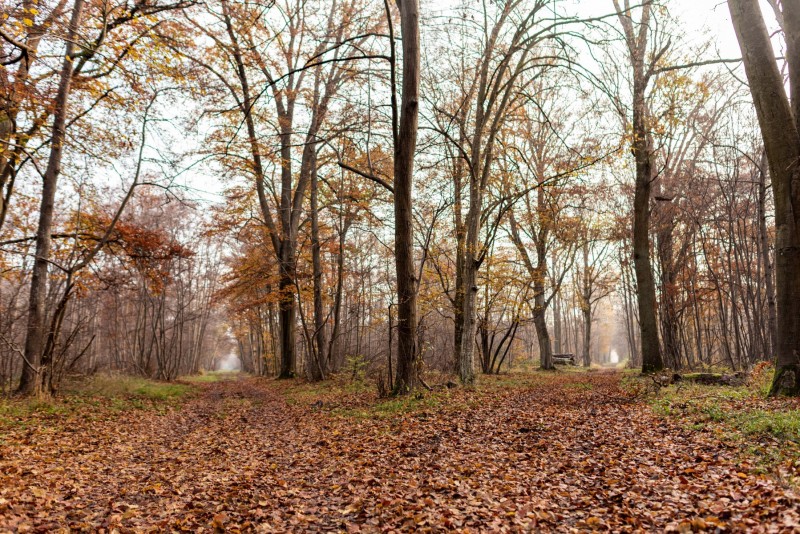 CHANTILLY - FOREST 4