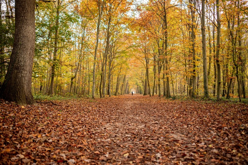 CHANTILLY - FOREST 5