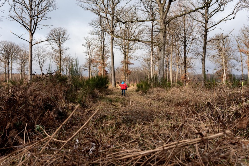 CHANTILLY - FOREST 10