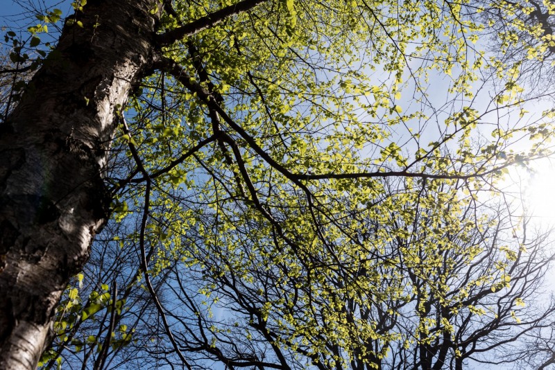 CHANTILLY - FOREST 17