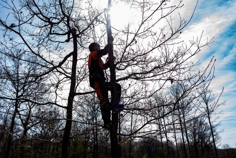 CHANTILLY - FOREST 23